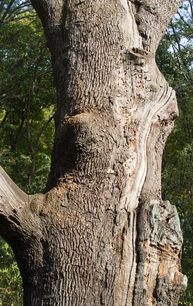 Jahrtausendalte trockene Eiche — Stockfoto