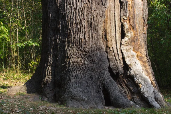 Millennium old dry oak — Stock Photo, Image
