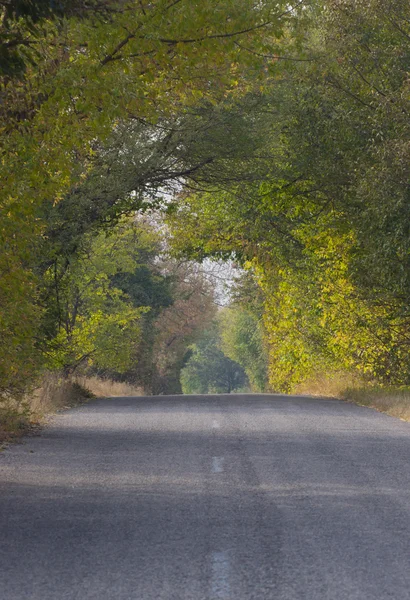 Caminho através da floresta de outono — Fotografia de Stock