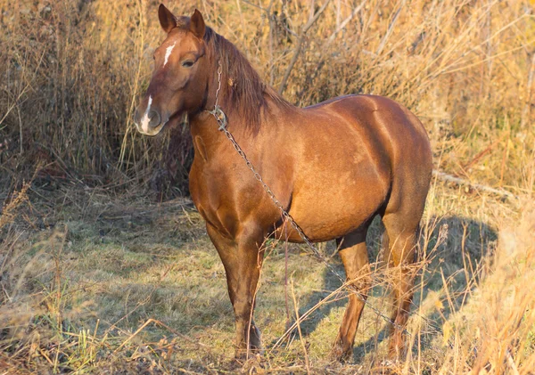 Un caballo marrón con cadena en otoño —  Fotos de Stock