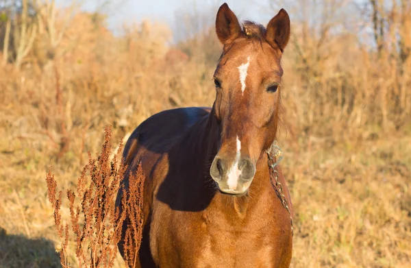 Un caballo marrón con cadena en otoño —  Fotos de Stock