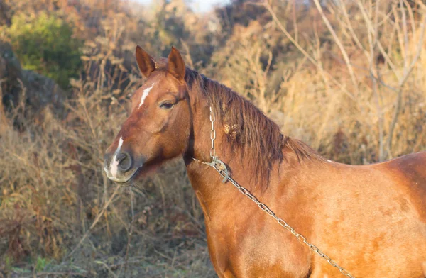 Sonbaharda zinciri ile bir kahverengi at — Stok fotoğraf