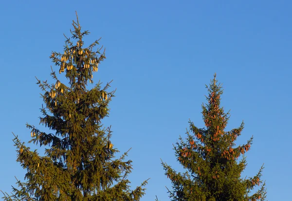 Pine Cone And Branches — Stock Photo, Image