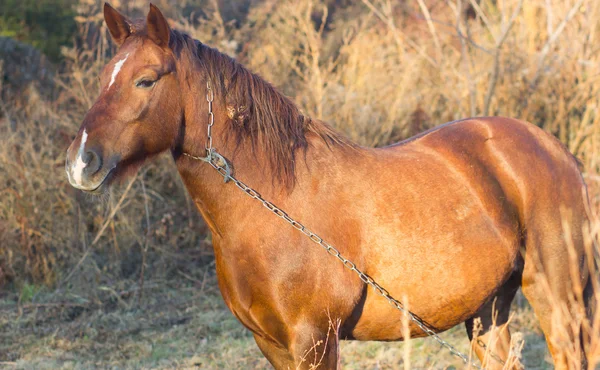 Un caballo marrón con cadena en otoño —  Fotos de Stock