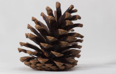 kahverengi çam kozalağı