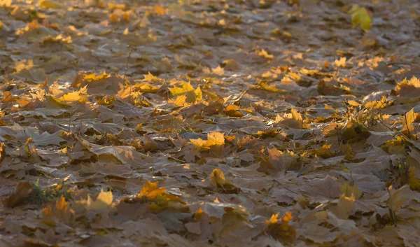 Feuilles d'automne jaune, orange et rouge — Photo