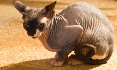 Sphynx kedi, 1 yaşında