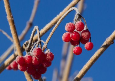 Kar - kaplı ağaçlar çevrili kış yol