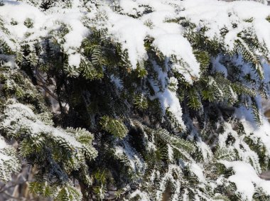 donmuş ağaç ve mavi gökyüzü