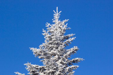 donmuş ağaç ve mavi gökyüzü