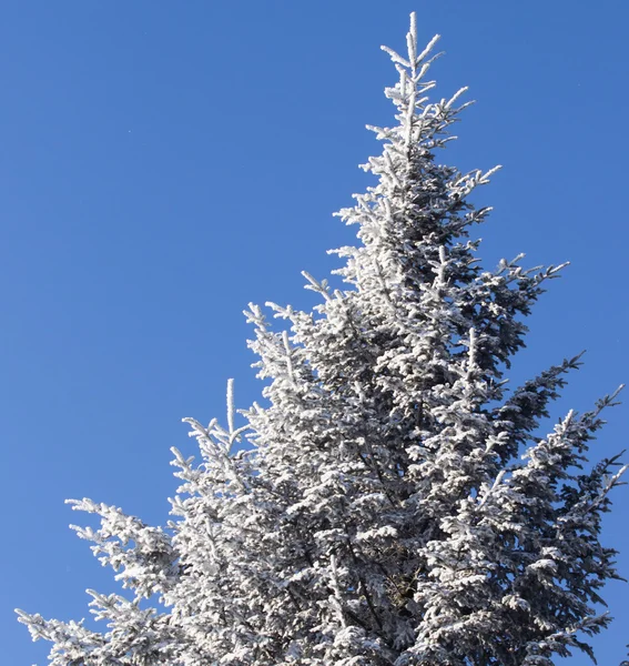 Albero congelato e cielo blu — Foto Stock