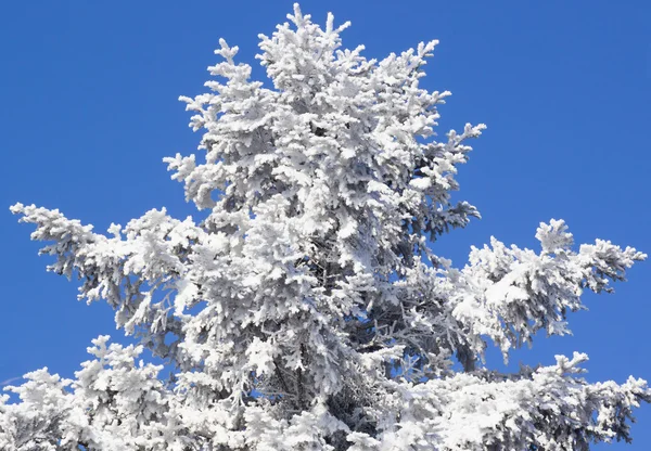 Albero congelato e cielo blu — Foto Stock