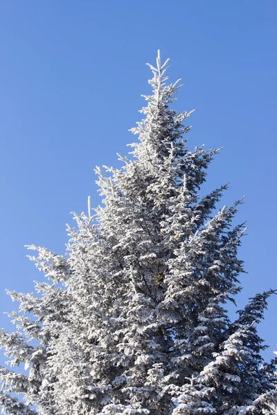 Albero congelato e cielo blu — Foto Stock