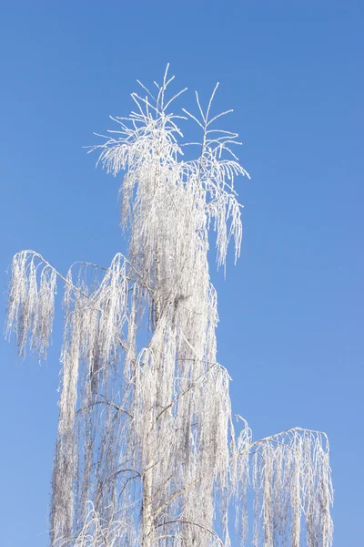 Frozen tree and blue sky — Stock Photo, Image