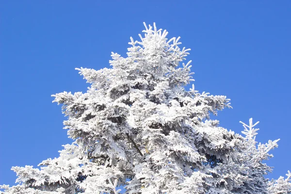 Albero congelato e cielo blu — Foto Stock