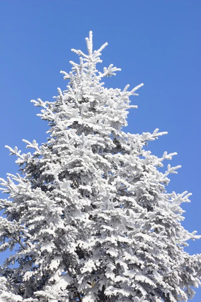 Albero congelato e cielo blu — Foto Stock