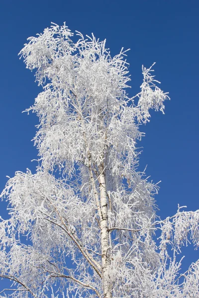 Albero congelato e cielo blu — Foto Stock