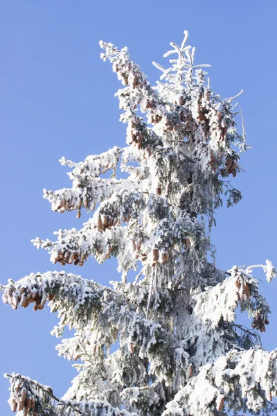 Albero congelato e cielo blu — Foto Stock