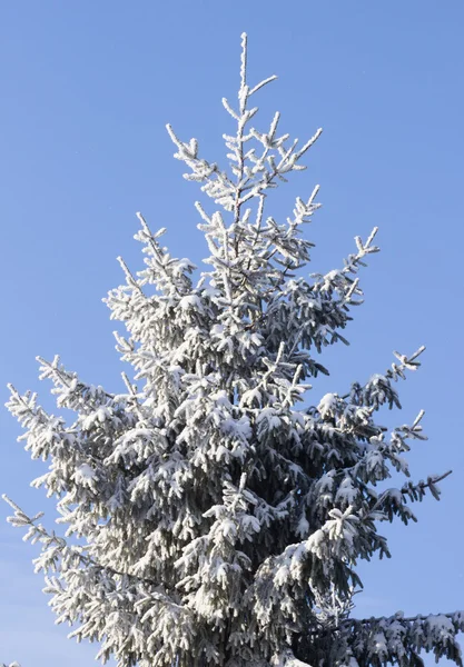 Bevroren boom en blauwe hemel — Stockfoto