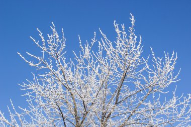 donmuş ağaç ve mavi gökyüzü