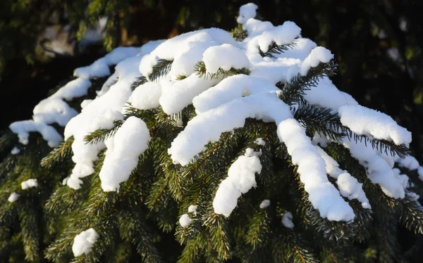 Frozen tree and blue sky — Stock Photo, Image