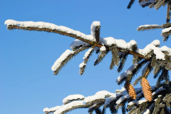 Albero congelato e cielo blu — Foto Stock