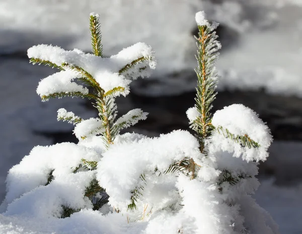 Frozen tree and blue sky — Stock Photo, Image