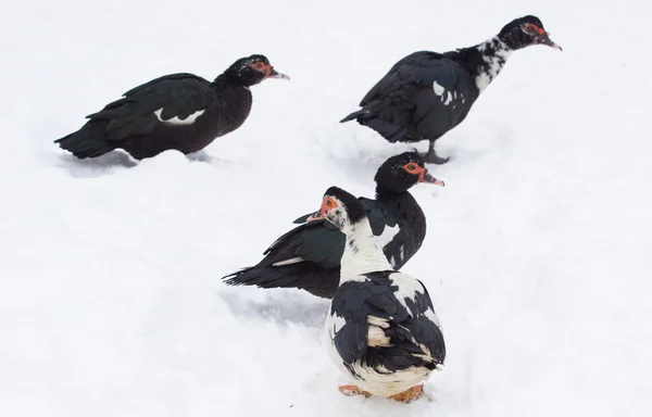 Canard sur la neige d'hiver — Photo