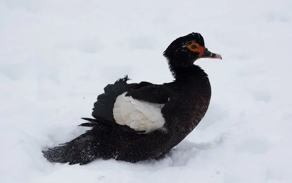 Canard sur la neige d'hiver — Photo