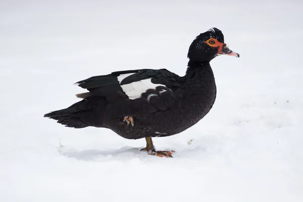 Ente auf dem Winterschnee — Stockfoto