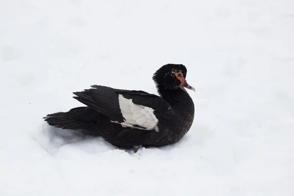 Canard sur la neige d'hiver — Photo