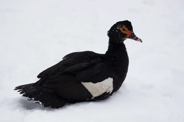 Canard sur la neige d'hiver — Photo