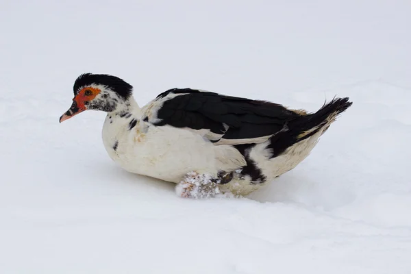 鸭在冬天的雪 — 图库照片