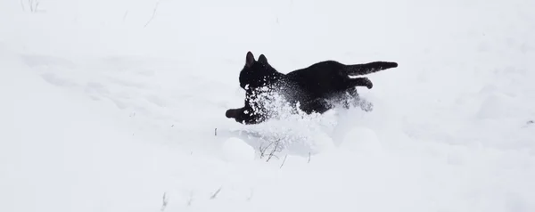 黒い猫が雪の中を歩く. — ストック写真