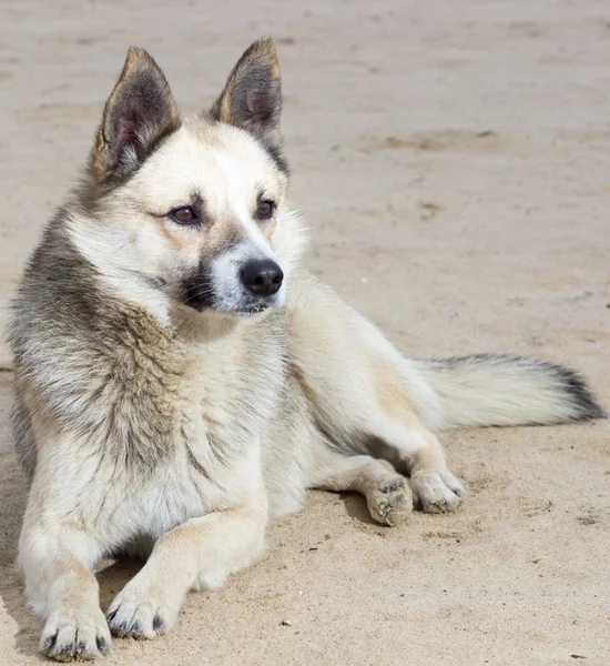 Perro en la arena —  Fotos de Stock