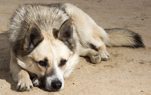 Собака на песке — стоковое фото