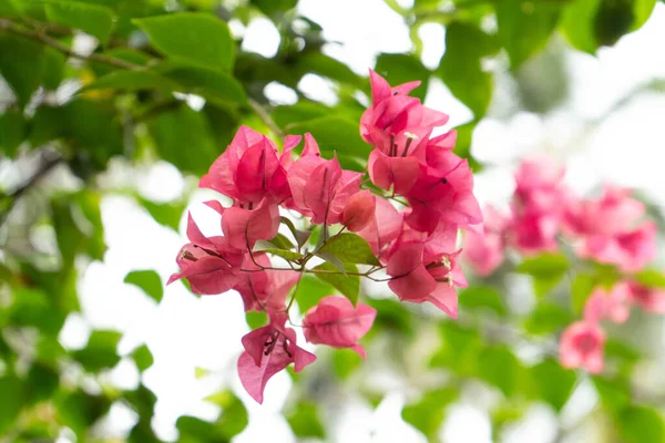 Piante Fiore Nel Deposito Domestico — Foto Stock