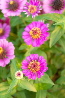 Çiçekler ev depolarında