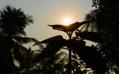 Çiçekler ev depolarında