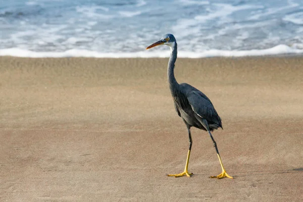 Zeevogels Zeevogels Mensen Hebben Een Lange Geschiedenis Samen Zij Hebben — Stockfoto