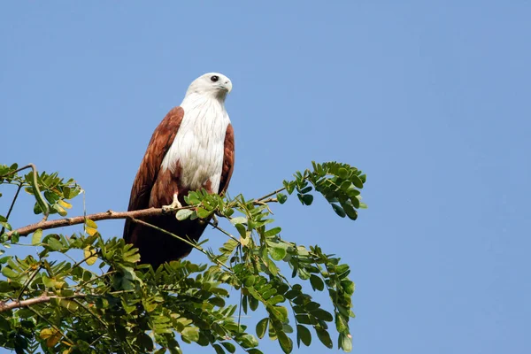 Zeevogels Zeevogels Mensen Hebben Een Lange Geschiedenis Samen Zij Hebben — Stockfoto