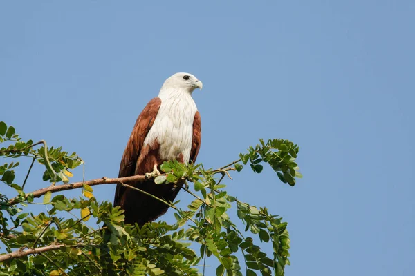 Zeevogels Zeevogels Mensen Hebben Een Lange Geschiedenis Samen Zij Hebben — Stockfoto