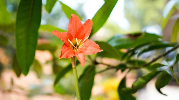 ホーム デポの花工場 — ストック写真