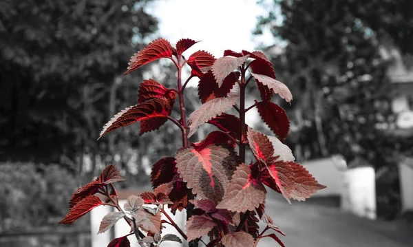 Piante Fiore Nel Deposito Domestico — Foto Stock