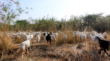 Suudi Arabistan 'da keçi çiftliği