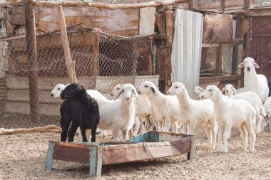 Suudi Arabistan 'da keçi çiftliği