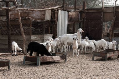 Suudi Arabistan 'da keçi çiftliği