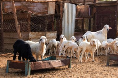 Suudi Arabistan 'da keçi çiftliği