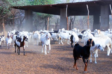 Suudi Arabistan 'da keçi çiftliği