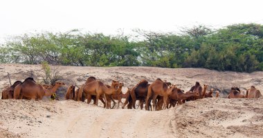 Suudi çölünde beslenen develer.
